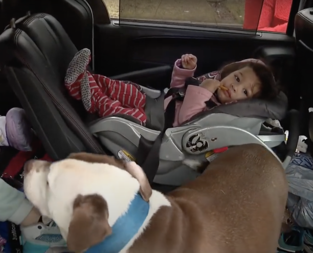 Dog in car with baby