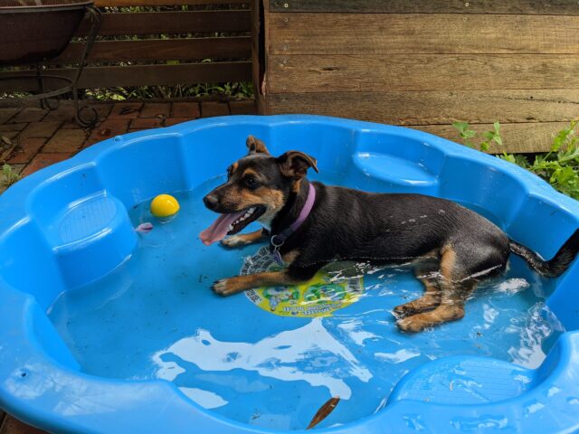 Dog resting in a plastic tank