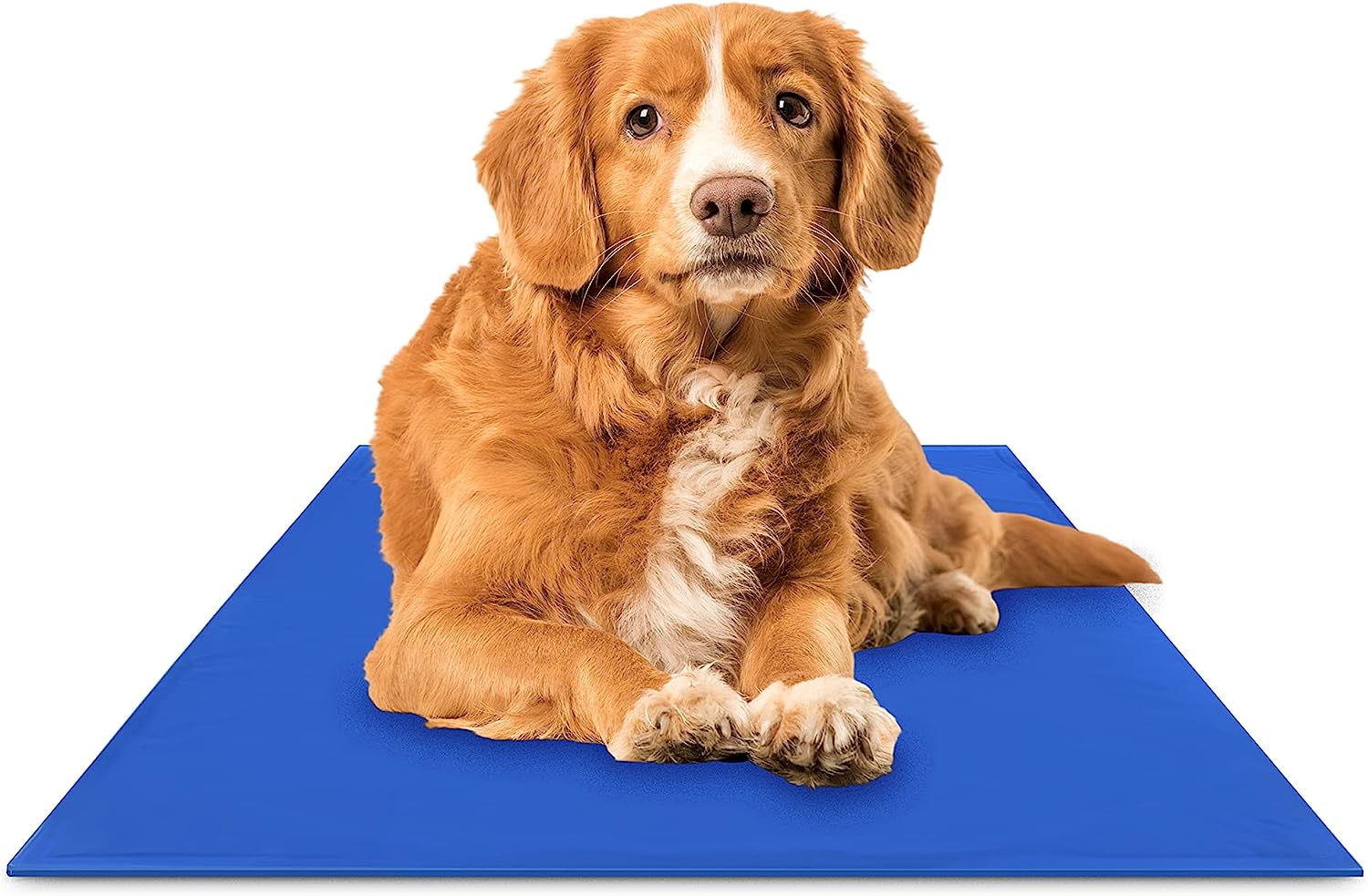 The 9 Best Cooling Pads for Dogs of 2023