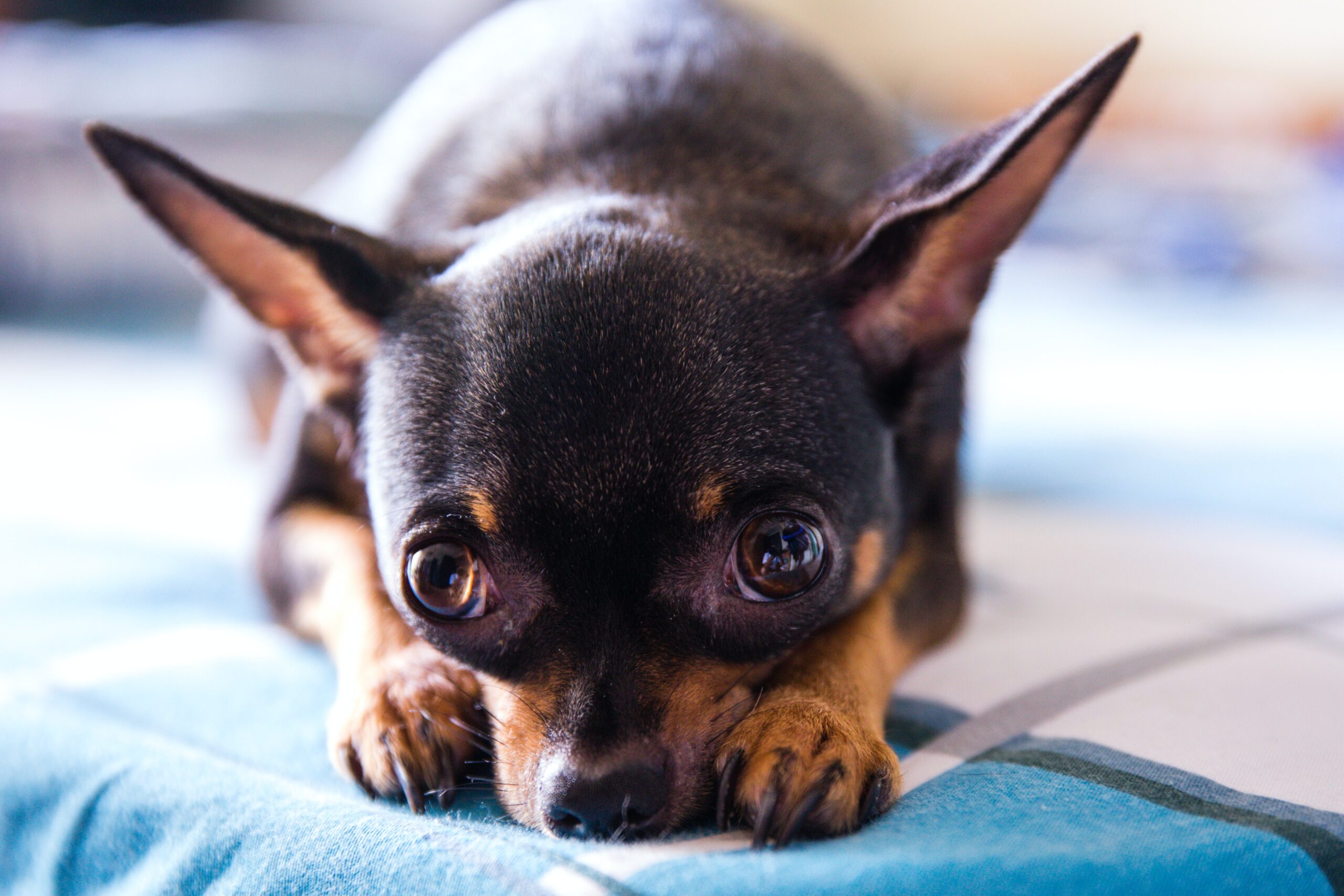 Dog scared of vacuum