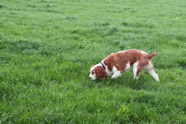 Dog searching grass