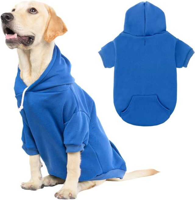 Dog wearing hoodie