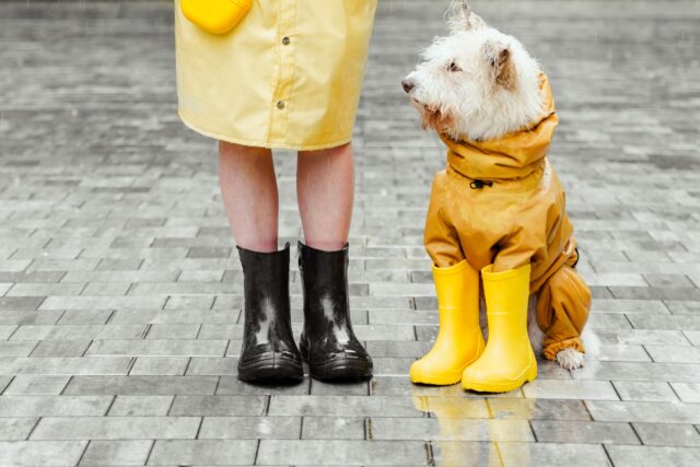 Dog wearing rain boots