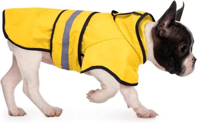 Dog wearing rain jacket