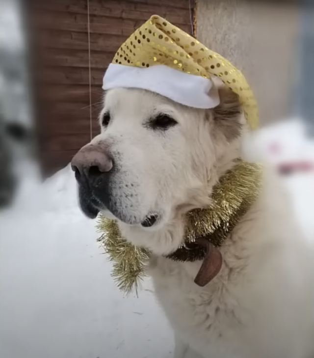 Dog wearing sparkly hat
