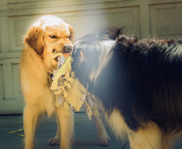 Dogs fighting over fabric