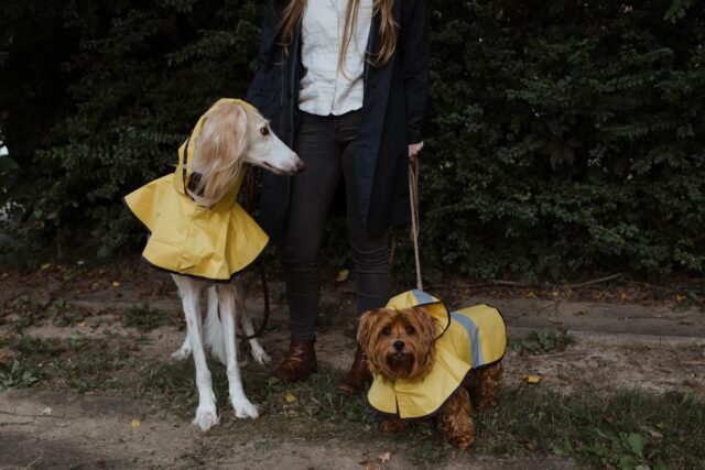 Dogs in rain jackets