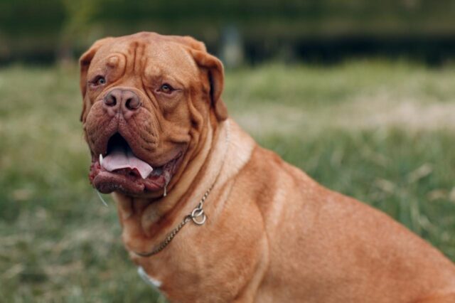 best dog foods for dogue de bordeaux