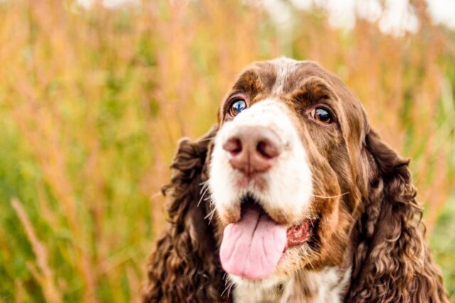 best dry dog foods for english springer spaniels