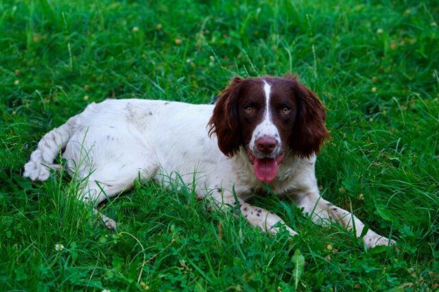 How Often Do I Take an English Springer Spaniel Outside to Pee?