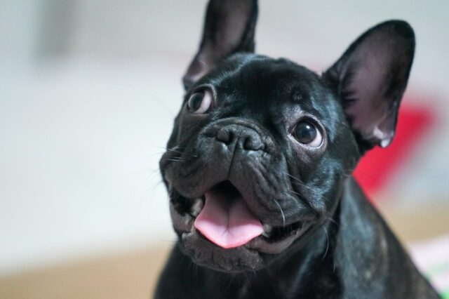 best dry dog foods for french bulldogs