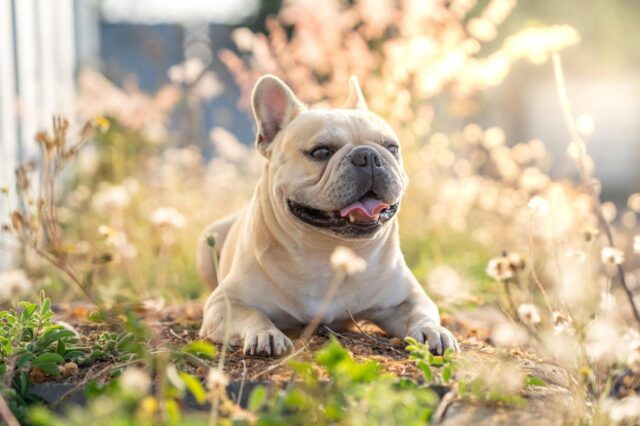 best dog foods for french bulldogs
