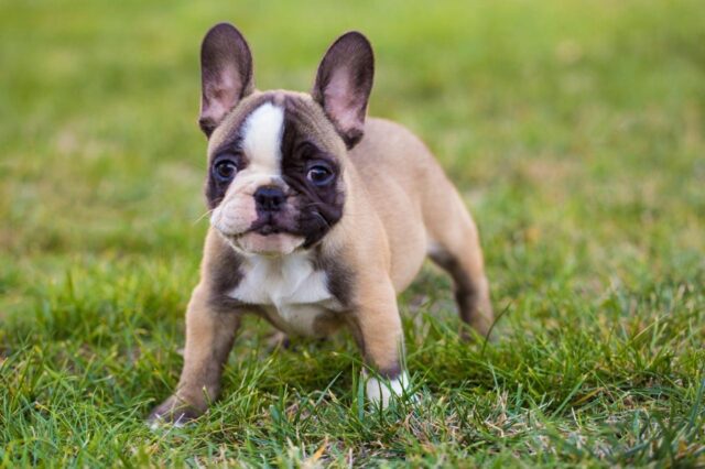 Best Puppy Dog Foods for French Bulldogs