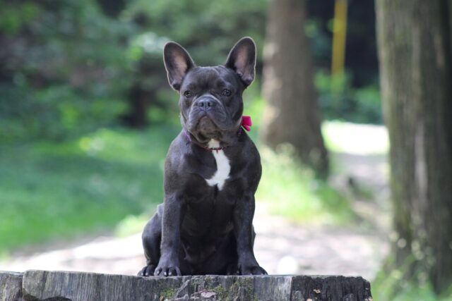 the best dog food topper for French Bulldogs