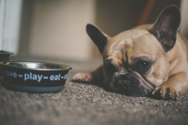 Frenchie resting by bowl