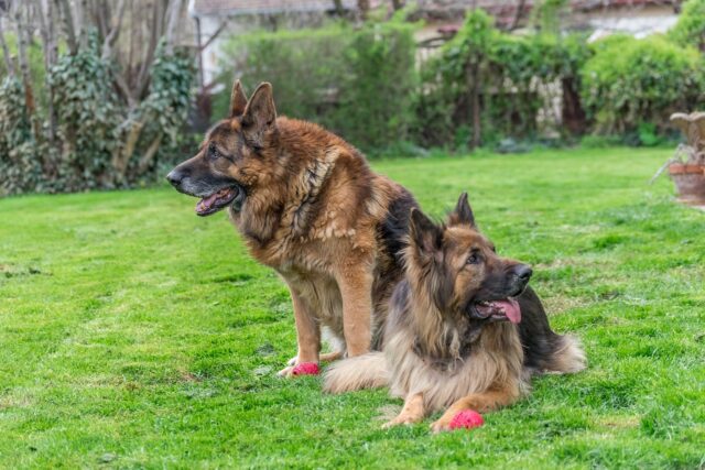 the best dog food topper for German Shepherds