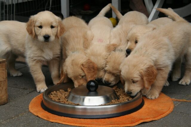the best dog food topper for Golden Retrievers
