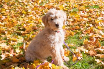 best canine  nutrient  topper for Goldendoodles
