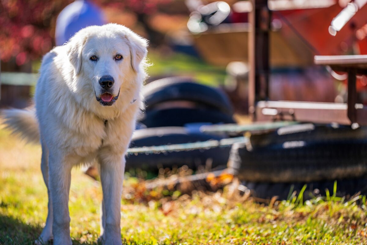 The 13 Best Dog Food Toppers for Great Pyrenees