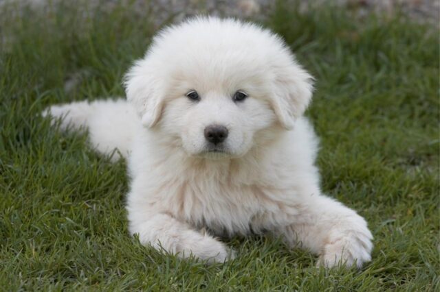 Best Puppy Dog Foods for Great Pyrenees