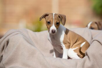 9 Best Puppy Dog Foods for Greyhounds