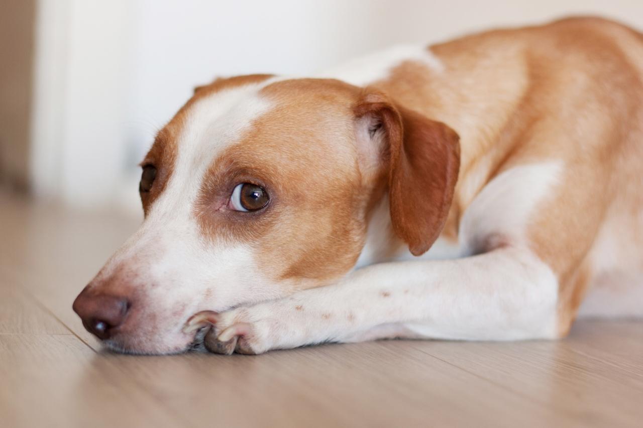 4 Reasons a Jack Russell is Licking or Biting Its Paws
