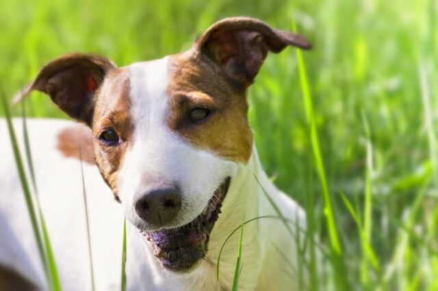 best dry dog foods for jack russells