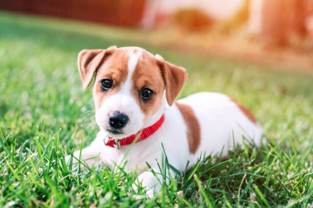 Best Puppy Dog Foods for Jack Russells