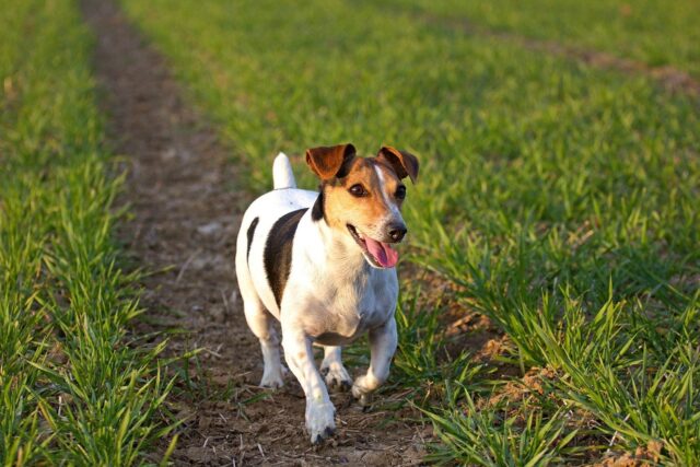 the best dog food topper for Jack Russells