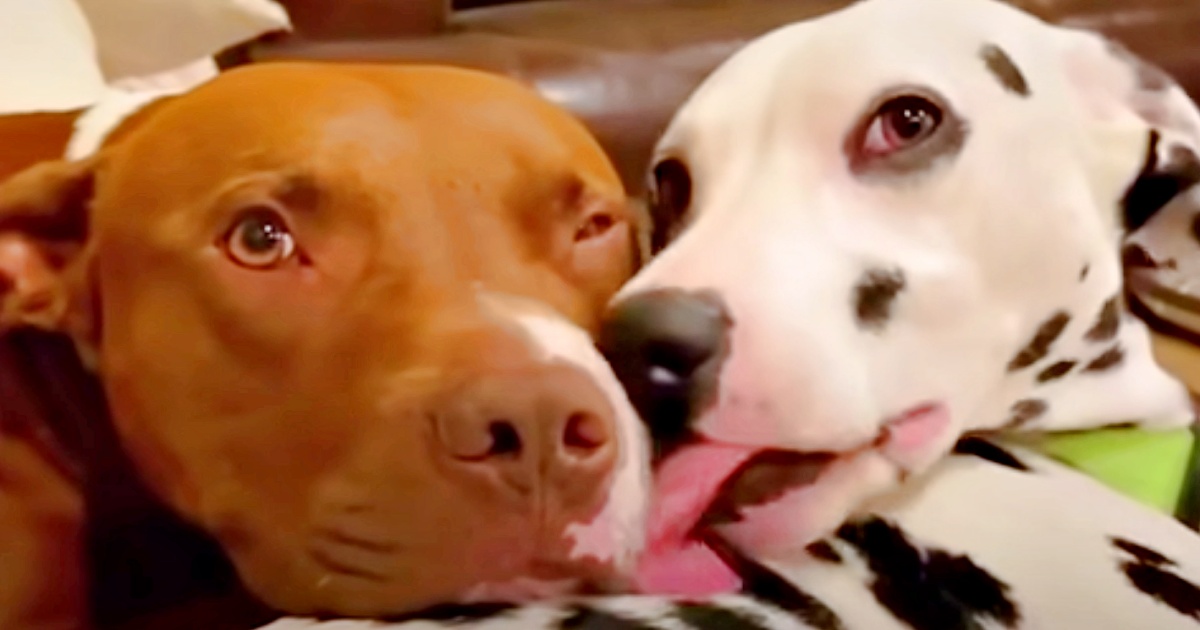 Dogs Meet And Fall In Love, Their Parents Start Dating To Keep Them Together