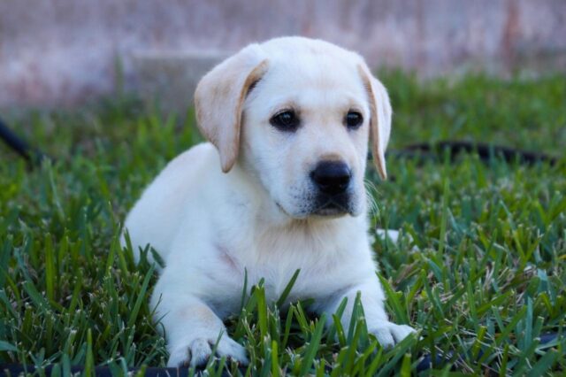 Best Puppy Dog Foods for Labs