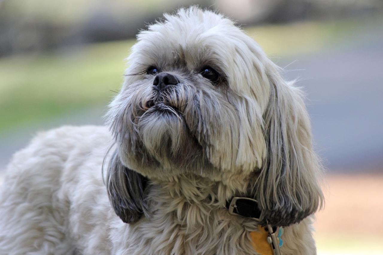9 Best Dry Dog Foods for Lhasa Apsos