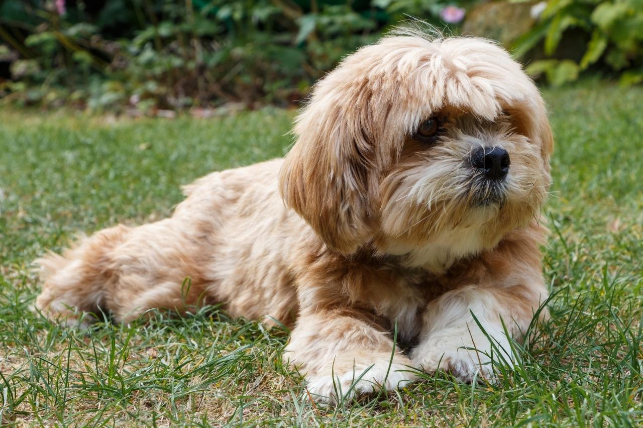 The 8 Best Dog Foods For Lhasa Apsos – 2024