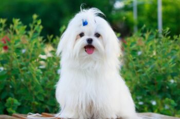best adust  canine  foods for malteses