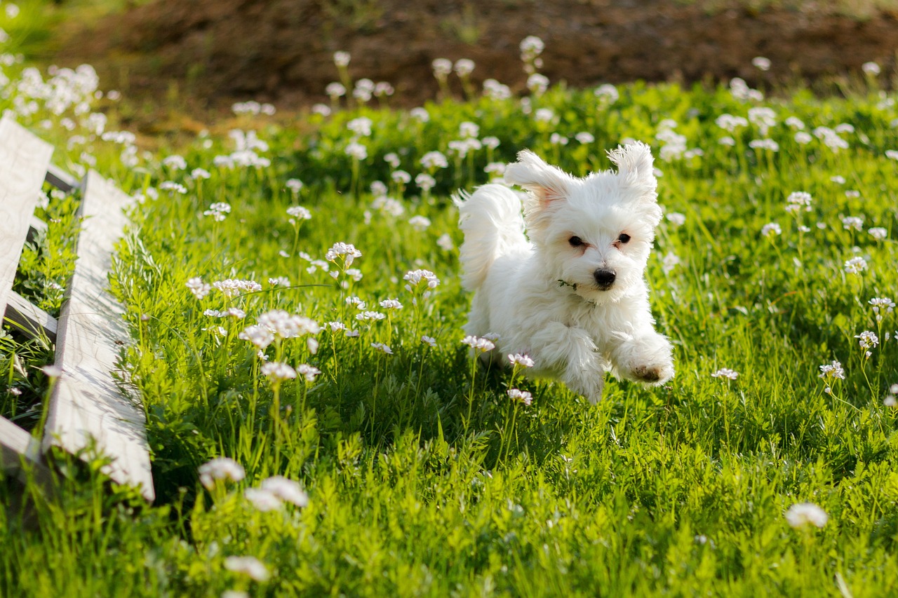 the best dog food topper for Maltese