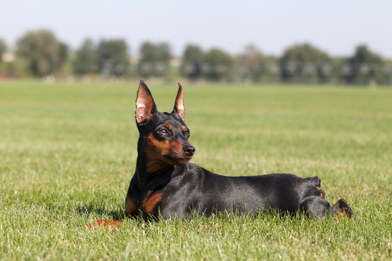 How Often Do I Take a Miniature Pinscher Outside to Pee?