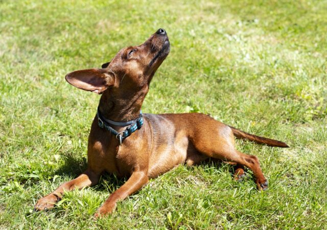 Best food for miniature pinscher best sale