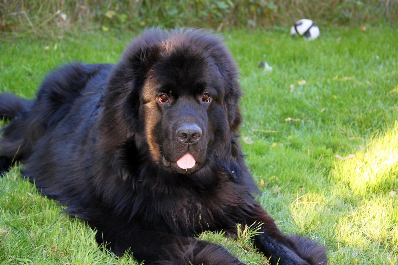 best dog foods for newfoundlands