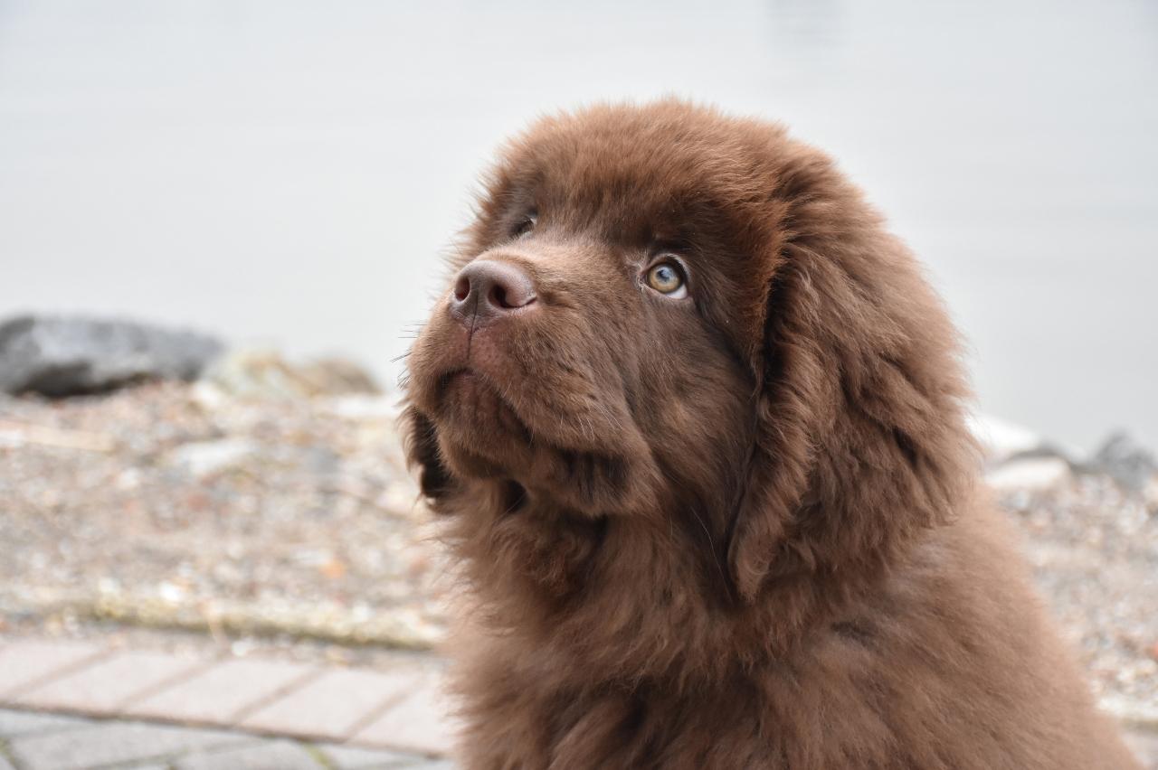 Best Puppy Dog Foods For Newfoundlands