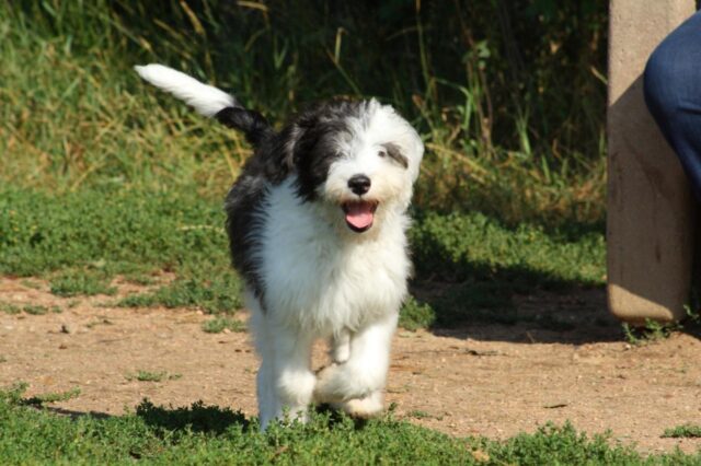 Best Puppy Dog Foods for Old English Sheepdogs