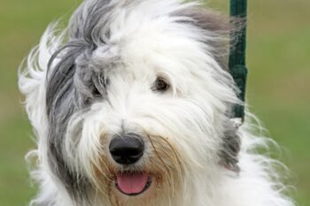 best dog food topper for Old English Sheepdogs