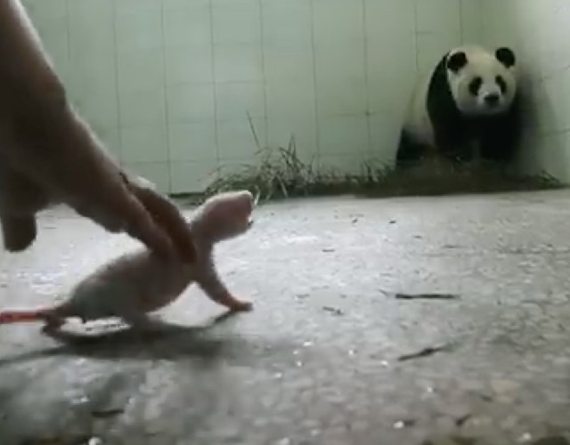 Panda with baby