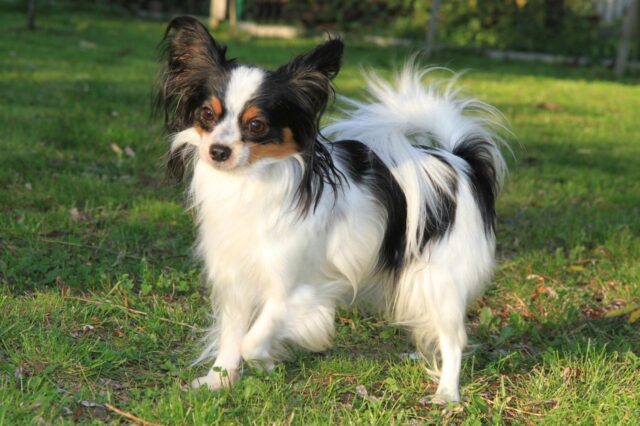 9 Best Puppy Dog Foods for Papillons