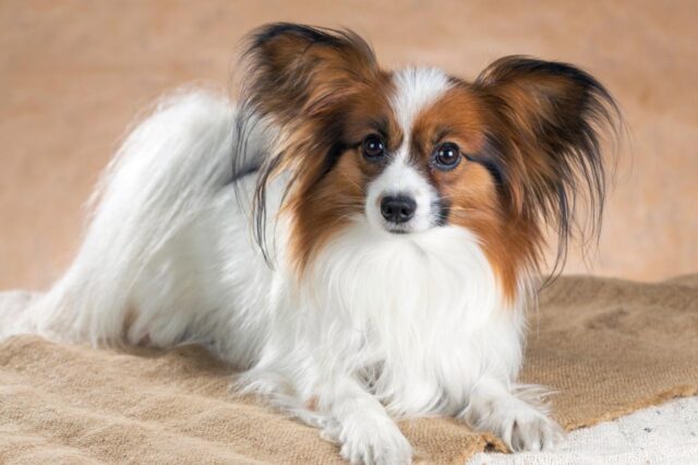 best dog foods for papillons