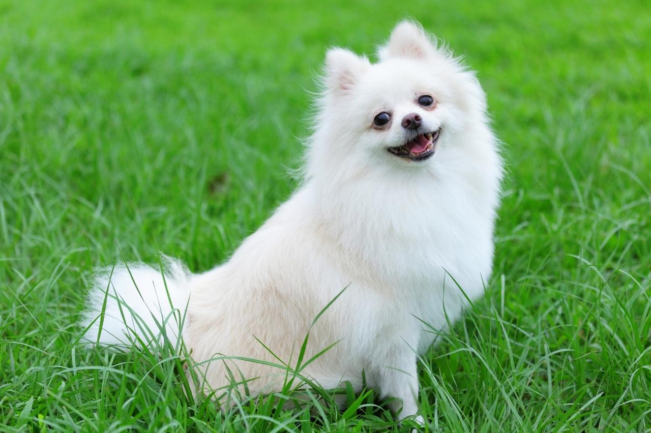 The 8 Best Dog Foods For Pomeranians – 2024