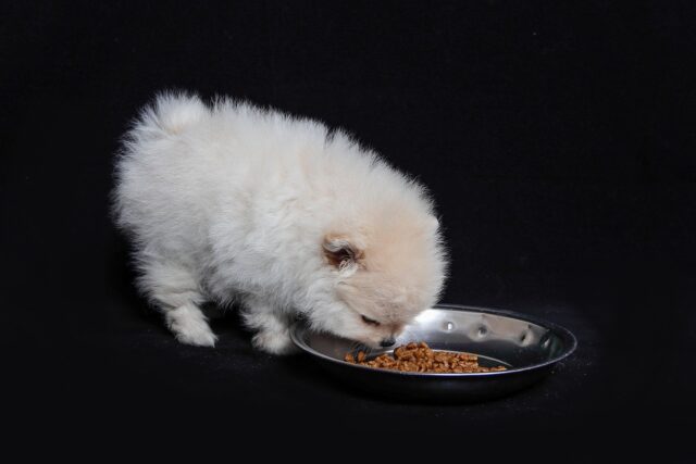 Pomeranian eating best dog food topper