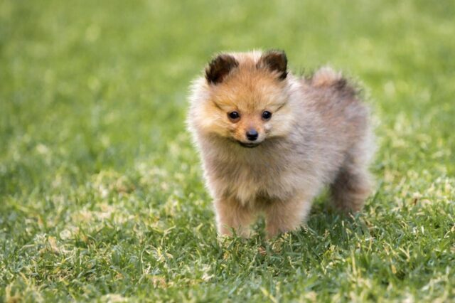 Best Puppy Dog Foods for Pomeranians