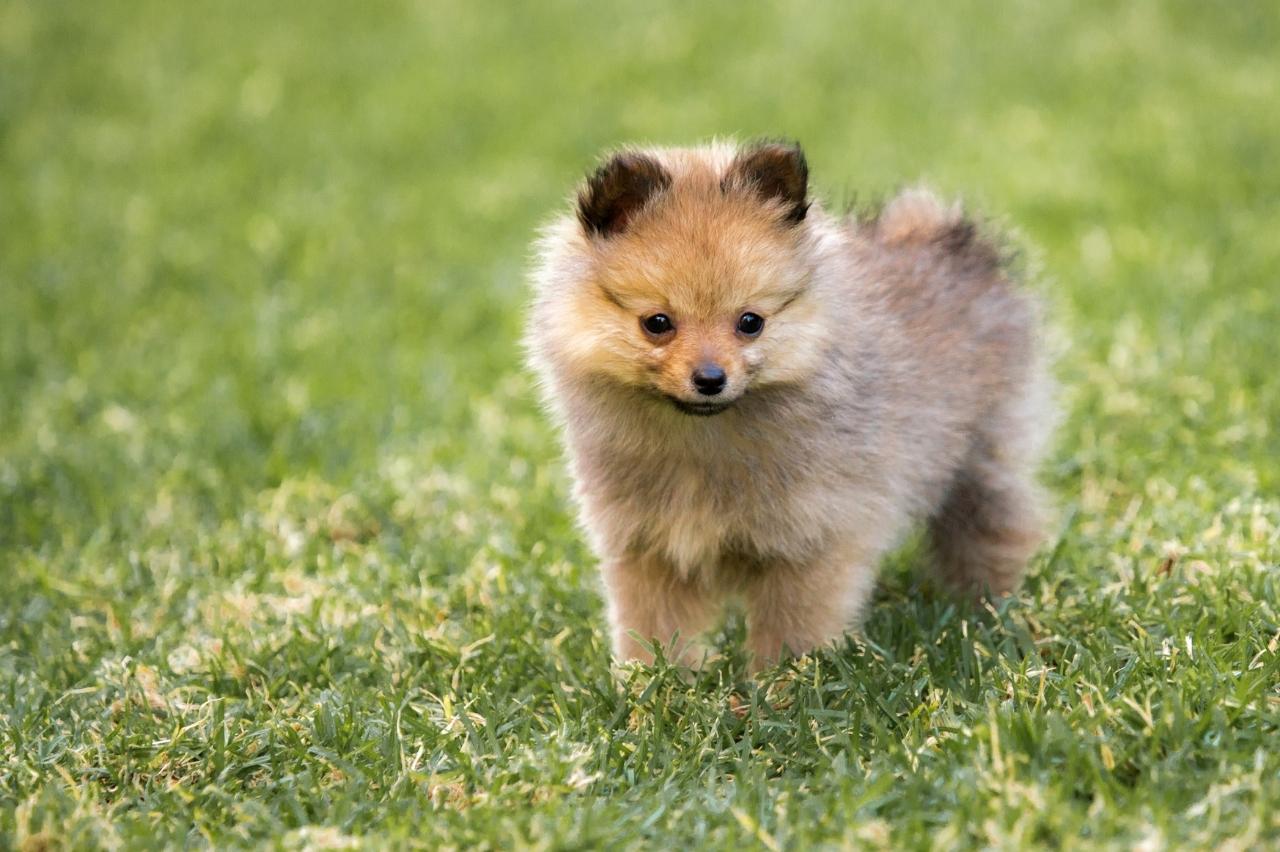 a good dog food for a 17pound pom spitz