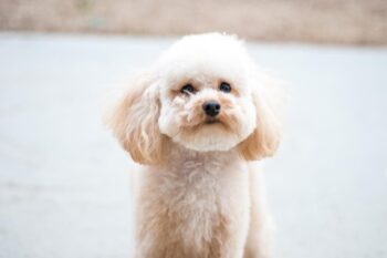 9 Best Puppy Dog Foods for Poodles