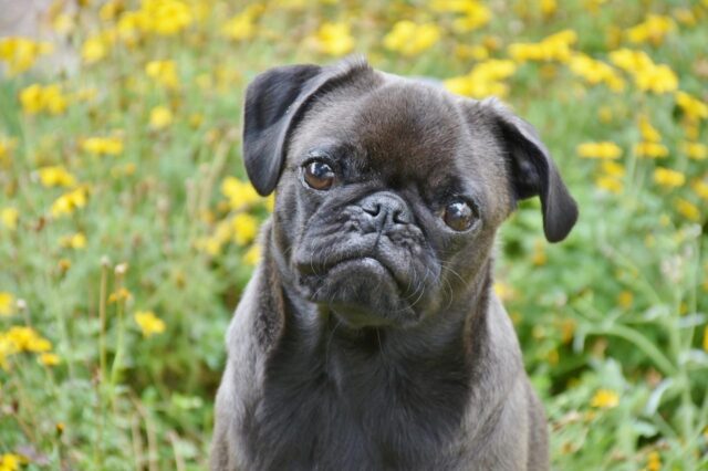best dry dog foods for pugs